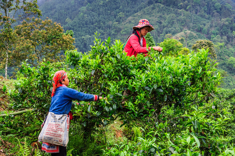 Về tôi, về trà và ước&nbsp;mơ