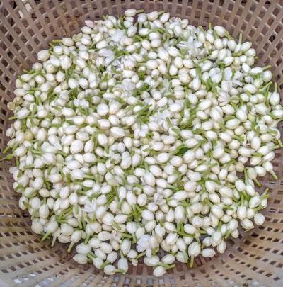 Jasmine-2