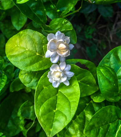 Jasmine-3
