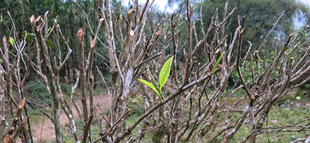 NHẬT KÝ VÙNG TRÀ THÁNG&nbsp;03/2021